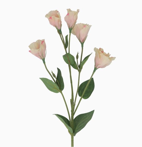 Kukkaoksa Lisianthus