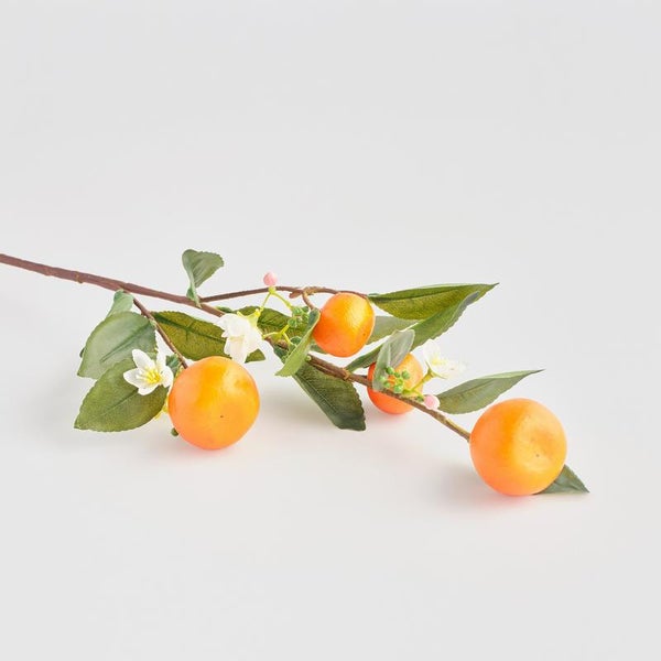 Koristeoksa Tangerin