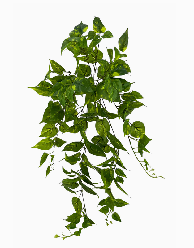 Valuva Pothos-kasvi 80 cm